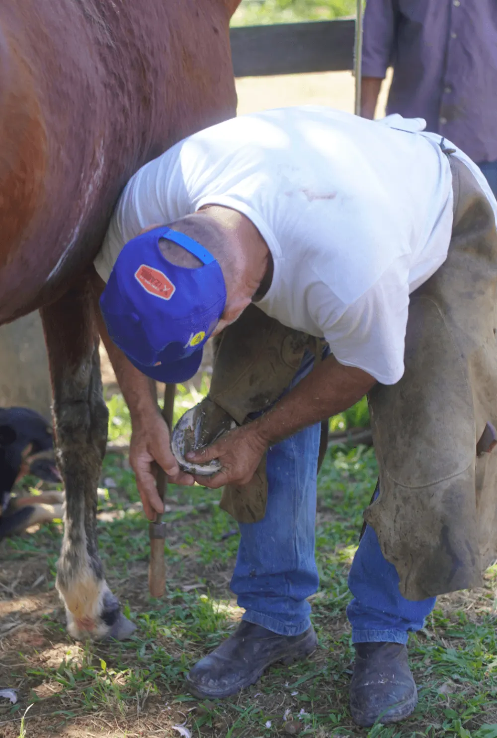 Un maniscalco ferra lo zoccolo di un cavallo